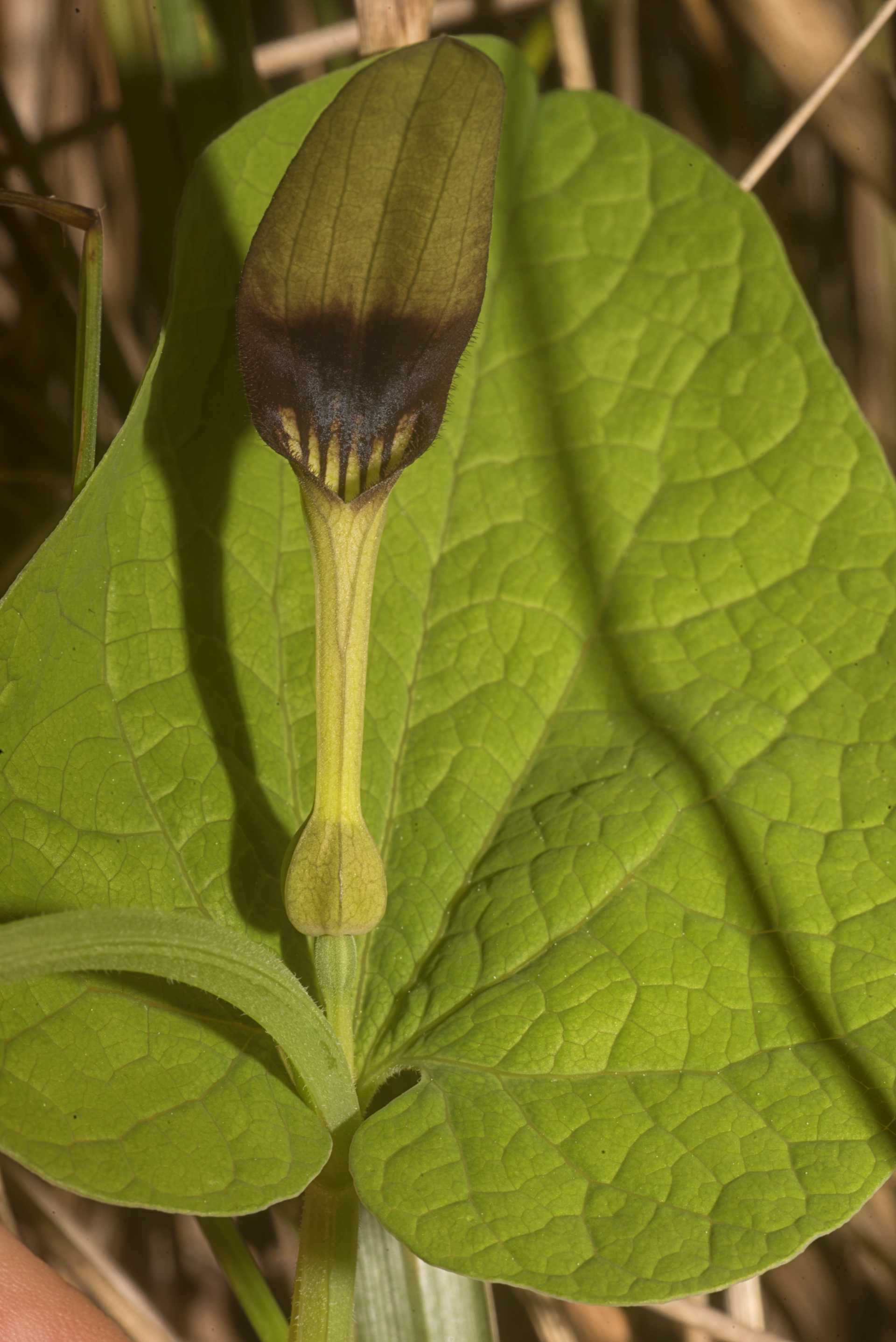 L'erba astrologa, Aristolochia rotunda